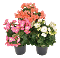 BEGONIA ELATION FLOWERS