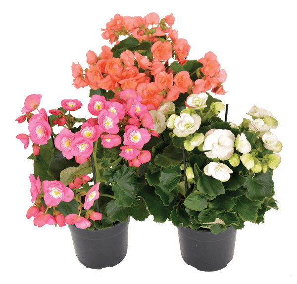 BEGONIA ELATION FLOWERS